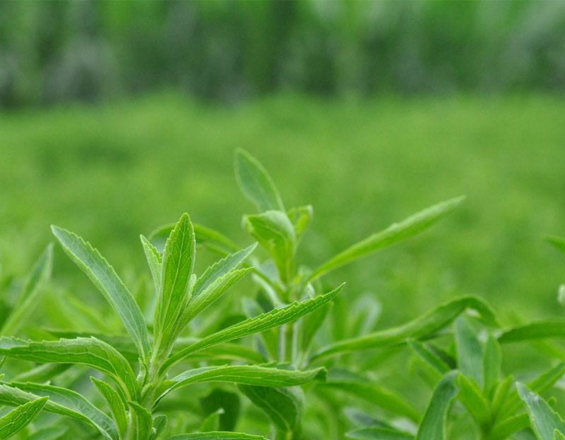 【長(zhǎng)城新媒體】曲周憑什么能“點(diǎn)草成金”？